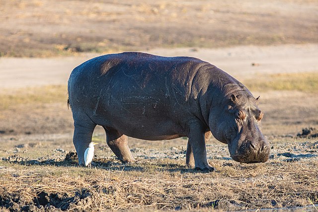 hippo