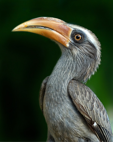 hornbill
