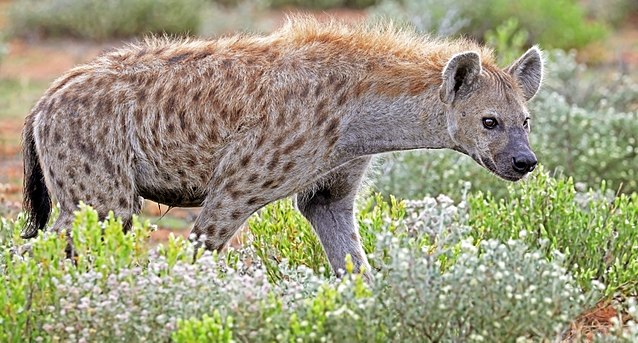 hyena