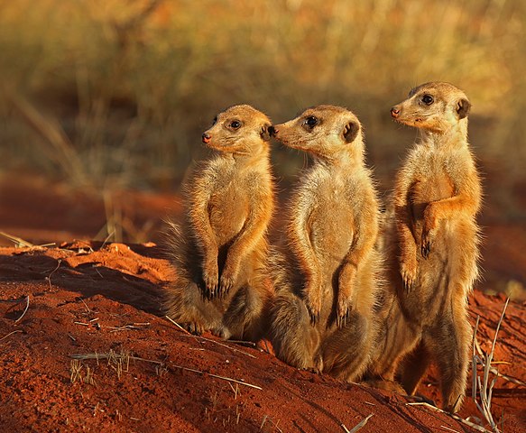 meerkat