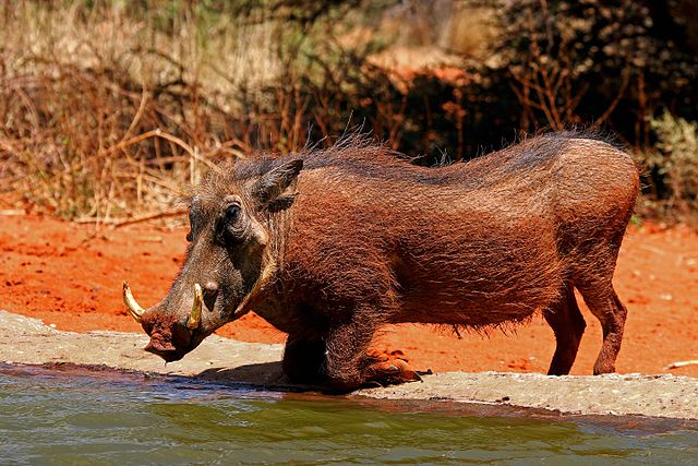 warthog