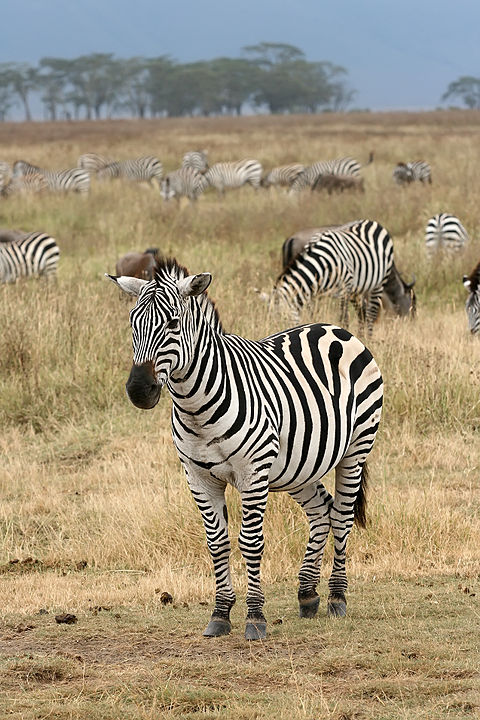 zebra